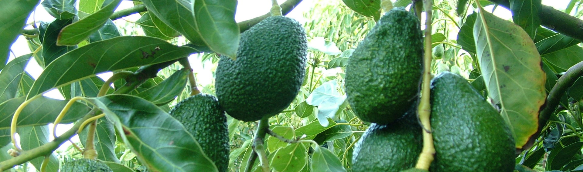Avocado Half Marathon and 5K